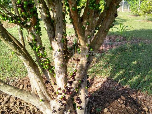 #RA01167 - Fazenda para Venda em Botucatu - SP - 3